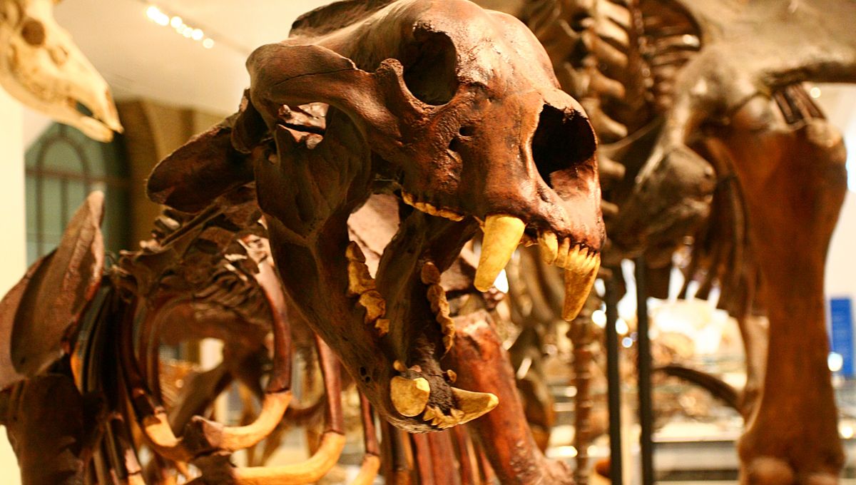 Giant Short-Faced Bears: 3.3-Meter-Tall Pleistocene Predators Were The Largest Ever Bears In North America
