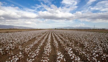 ICE cotton rises on stronger crude; market wary of tariff expiry