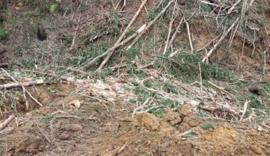 Forestry firm, director fined $112,000 for ongoing pollution of stream