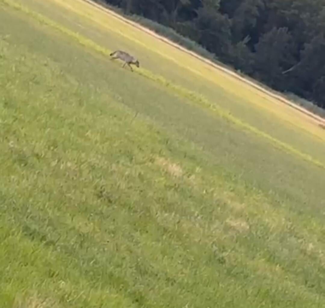 Der einsame Wolf auf der Jagd