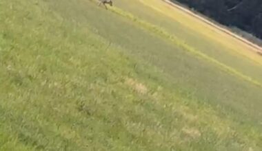 Der einsame Wolf auf der Jagd