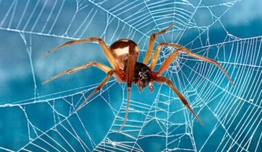 How to identify NZ's latest spider arrival — the noble false widow