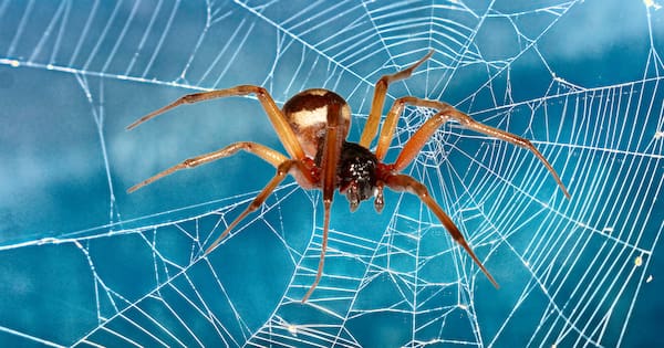 How to identify NZ's latest spider arrival — the noble false widow