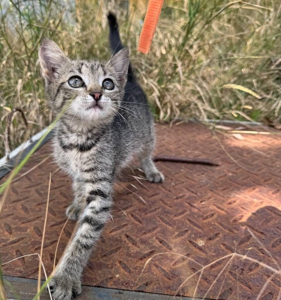 🐾 Bratislava – kto si vezme túto čarovnú mačičku