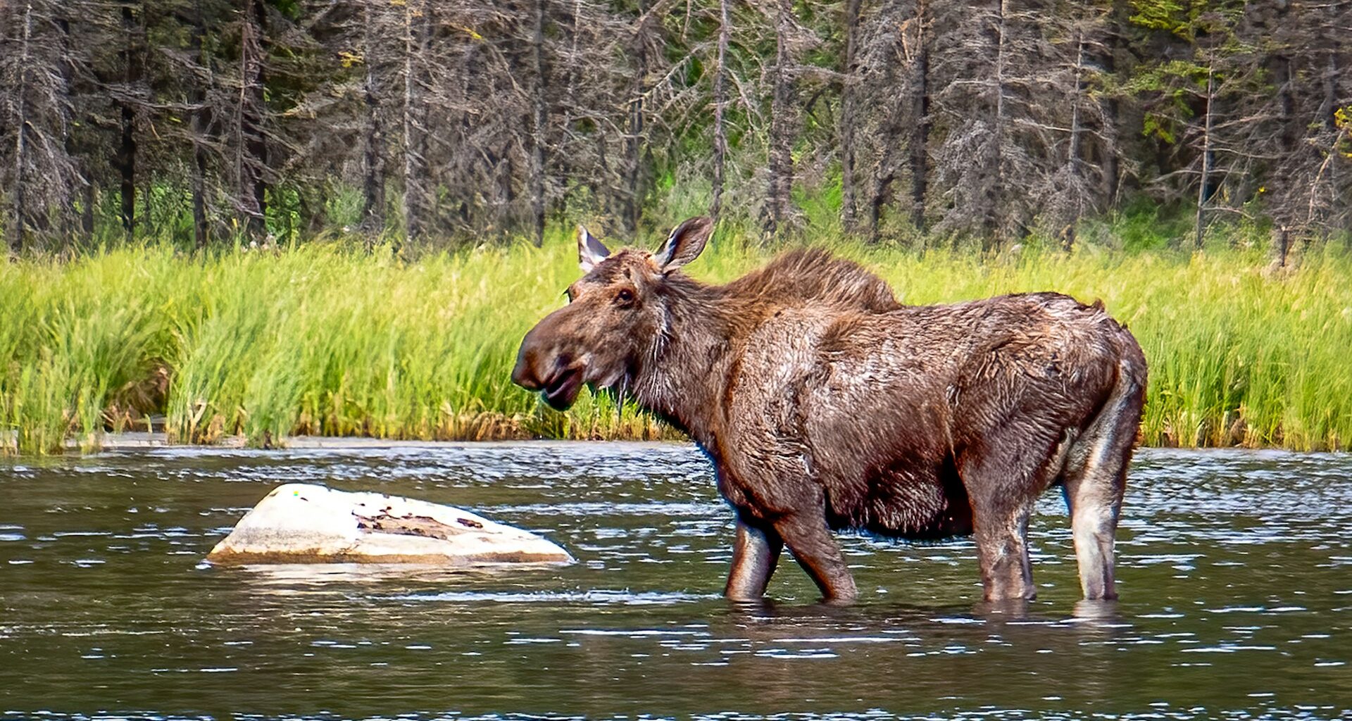 Ask the expert: What’s at risk for arctic wildlife if oil drilling expands in the National Petroleum Reserve in Alaska | MSUToday