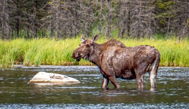 Ask the expert: What’s at risk for arctic wildlife if oil drilling expands in the National Petroleum Reserve in Alaska | MSUToday