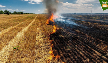 Environment body discusses steps to curb winter stubble burning in Punjab, Haryana