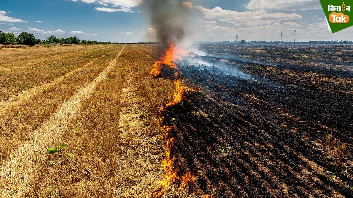 Environment body discusses steps to curb winter stubble burning in Punjab, Haryana