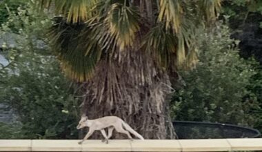 What sort of fox is this ?