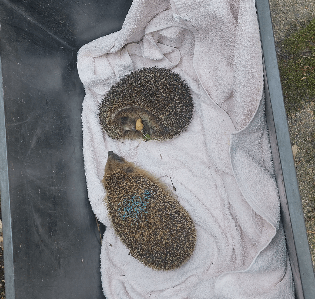 Heute Morgen haben wir Igel in unserem Garten gefunden. Einen der krank oder verletzt ist und ein anderer mit Farbe an den Stacheln, der die Seite des verletzten Igel nicht verlassen wollte. Meine Mutter hat die beiden zu ner Igelstation gefahren. Weiß jemand, was es mit der Farbe auf sich hat?