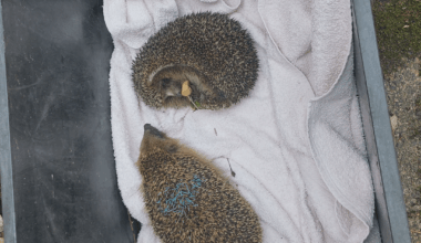 Heute Morgen haben wir Igel in unserem Garten gefunden. Einen der krank oder verletzt ist und ein anderer mit Farbe an den Stacheln, der die Seite des verletzten Igel nicht verlassen wollte. Meine Mutter hat die beiden zu ner Igelstation gefahren. Weiß jemand, was es mit der Farbe auf sich hat?