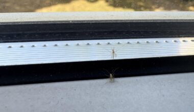 What are these and how do I get rid of them?