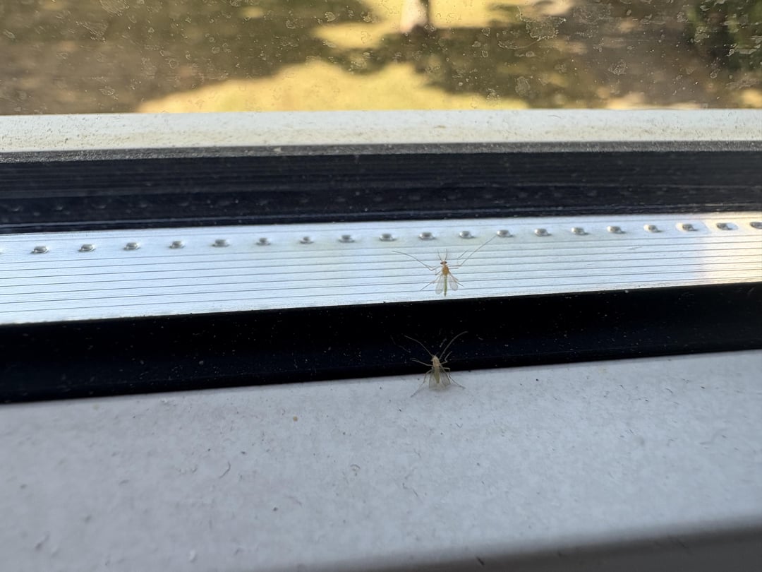 What are these and how do I get rid of them?