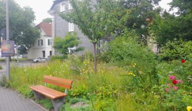 Eine Brachfläche bei uns in der Stadt wurde vor einigen Jahren entsiegelt, mit frischem Mutterboden versehen und mit Bäumchen und Sträucher bepflanzt. Mittlerweile ist die Ecke echt sehenswert.
