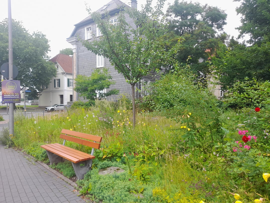 Eine Brachfläche bei uns in der Stadt wurde vor einigen Jahren entsiegelt, mit frischem Mutterboden versehen und mit Bäumchen und Sträucher bepflanzt. Mittlerweile ist die Ecke echt sehenswert.