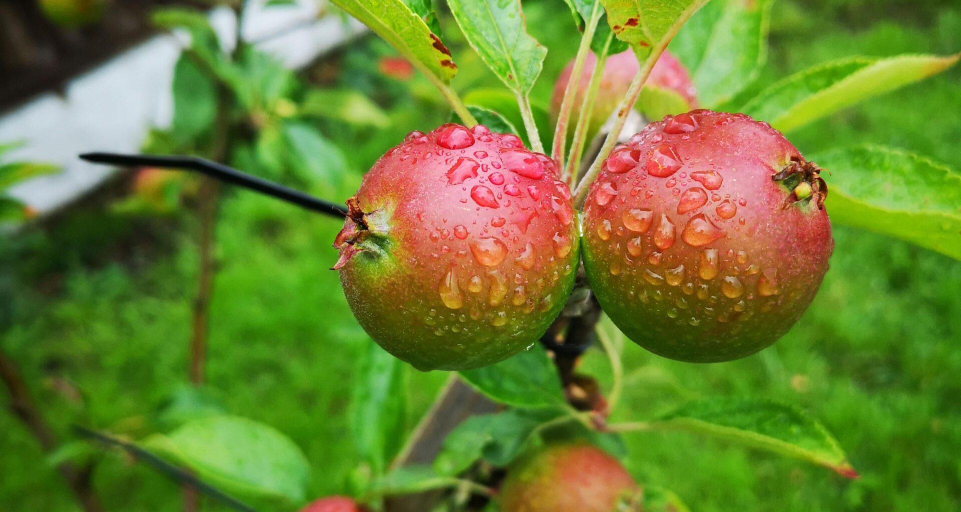 Kids stole apples from my garden. Feel like I'm living in a victorian picture book