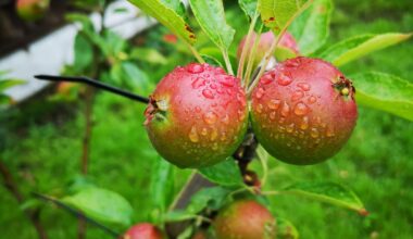 Kids stole apples from my garden. Feel like I'm living in a victorian picture book
