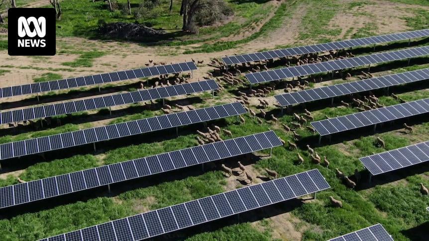 Solar farm approved in weeks shows how renewables rollout could speed up