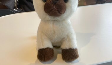 Found cat plush on a ferry!