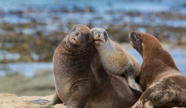 Reward of $50,000 to find 'senseless' killers of three sea lions