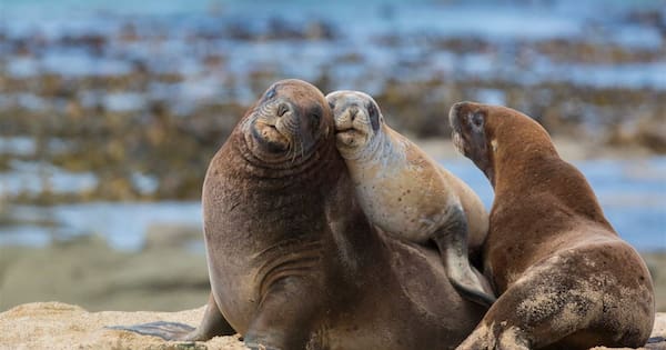 Reward of $50,000 to find 'senseless' killers of three sea lions