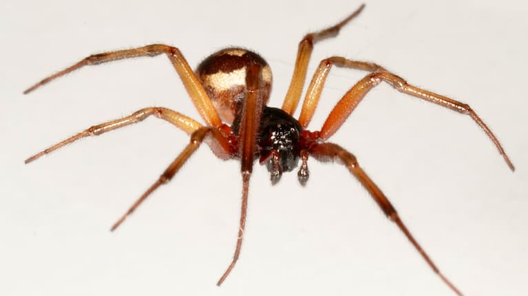 The noble false widow spider or Steatoda nobilis — named for its resemblance to the notorious black widow — had its first confirmed sighting in Porirua late last year.