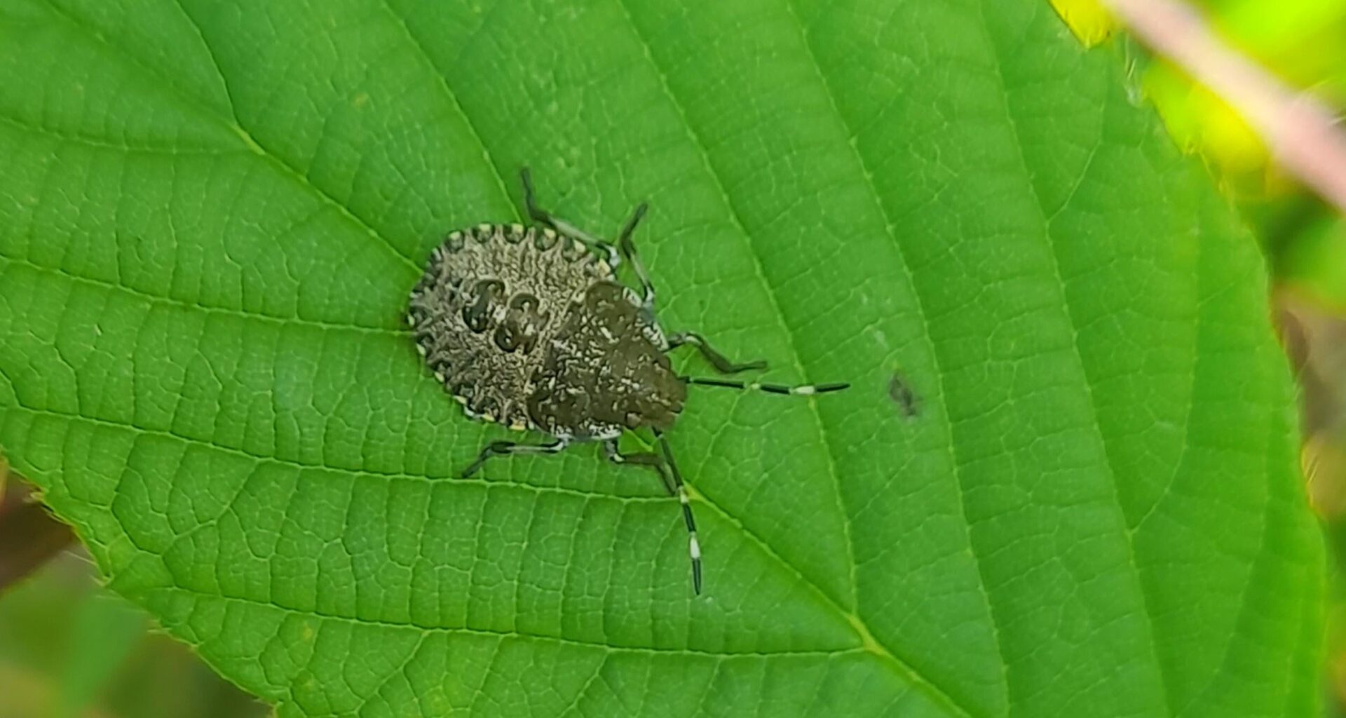 Begegnung an der Bushaltestelle. Die Nymphe einer Grauen Gartenwanze.