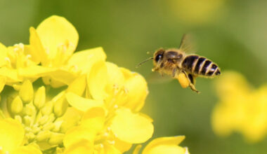 Maltese Honey Bee foundation issues action plan to protect national insect