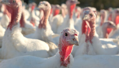 H5N1 bird flu hits Spanish turkey farm, wipes out flock
