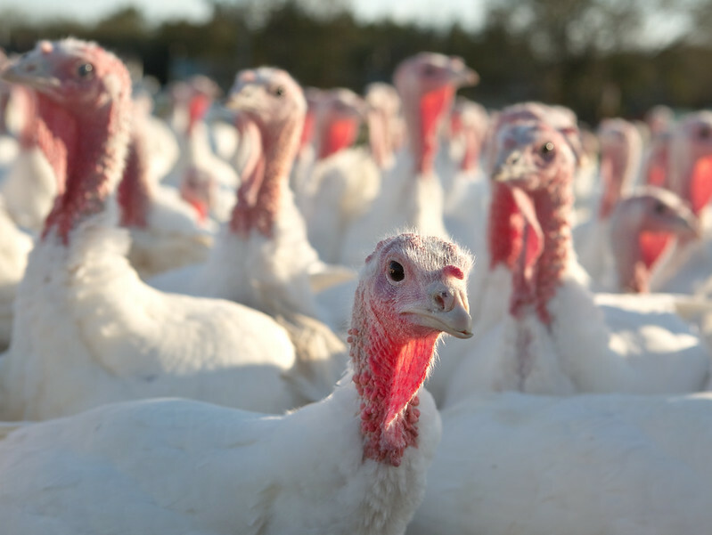 H5N1 bird flu hits Spanish turkey farm, wipes out flock
