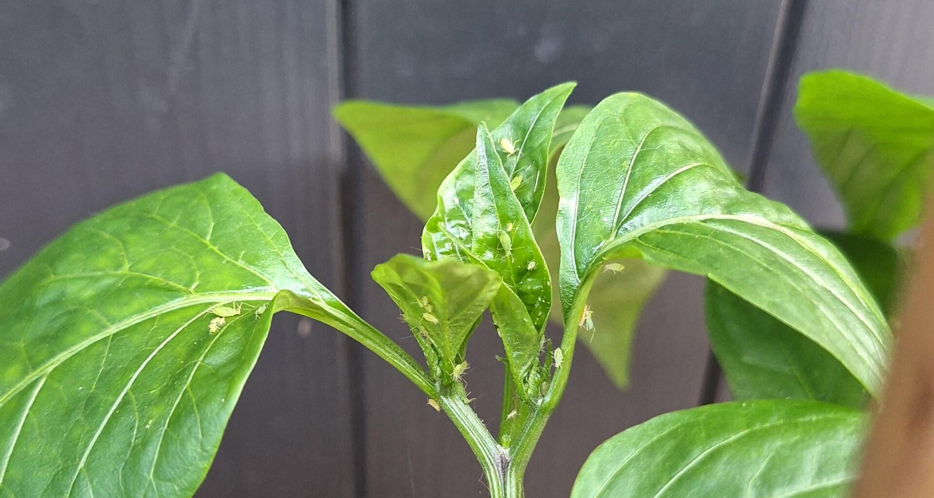 Was ist das auf meiner Paprika?