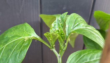 Was ist das auf meiner Paprika?
