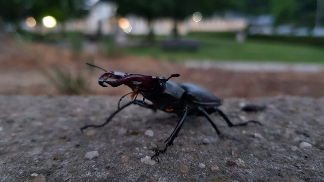 Fotogenes dickes Kerlchen