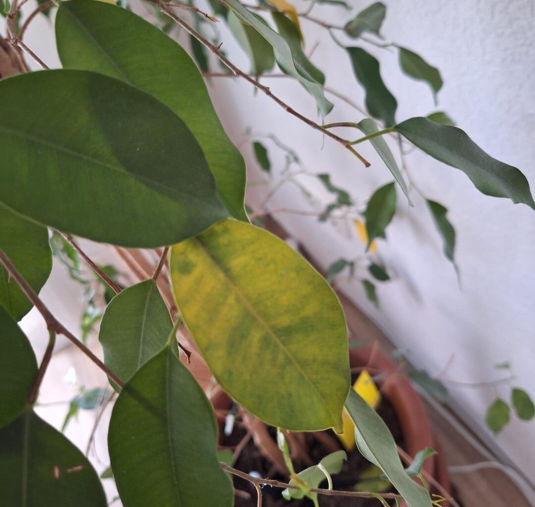 Was hat mein Ficus?