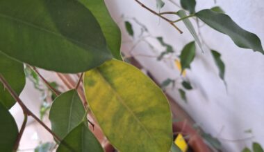 Was hat mein Ficus?