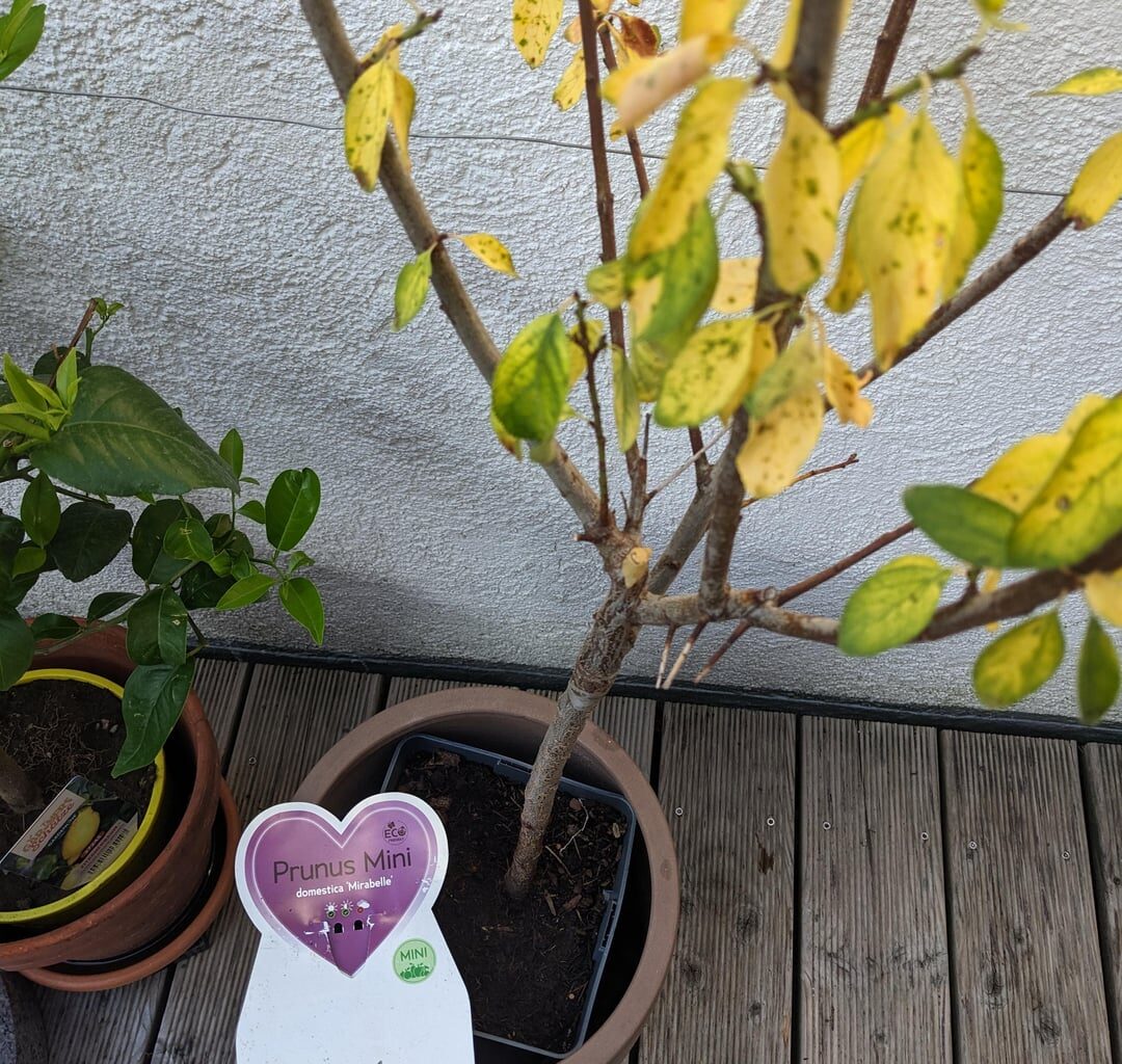 Mirabelle hat viele gelbe Blätter, was tun?