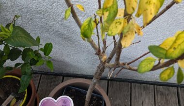 Mirabelle hat viele gelbe Blätter, was tun?