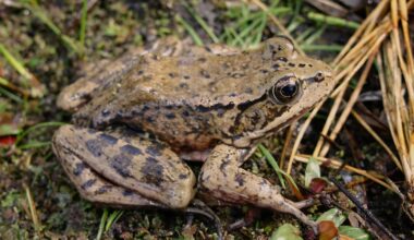With help from AI, this threatened frog is making a comeback : NPR