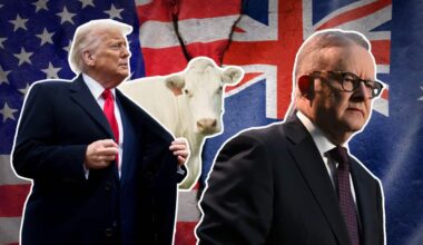 An image showing Donald Trump, Anthony Albanese and a cow.