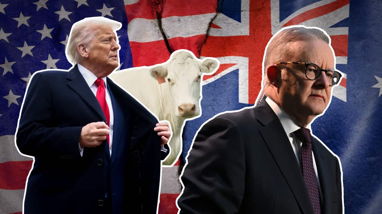 An image showing Donald Trump, Anthony Albanese and a cow.