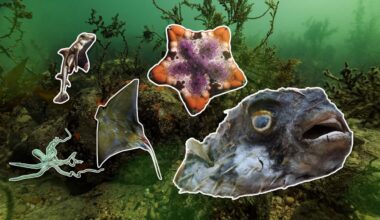 Graphic showing fish and other marine animals against an ocean backdrop.