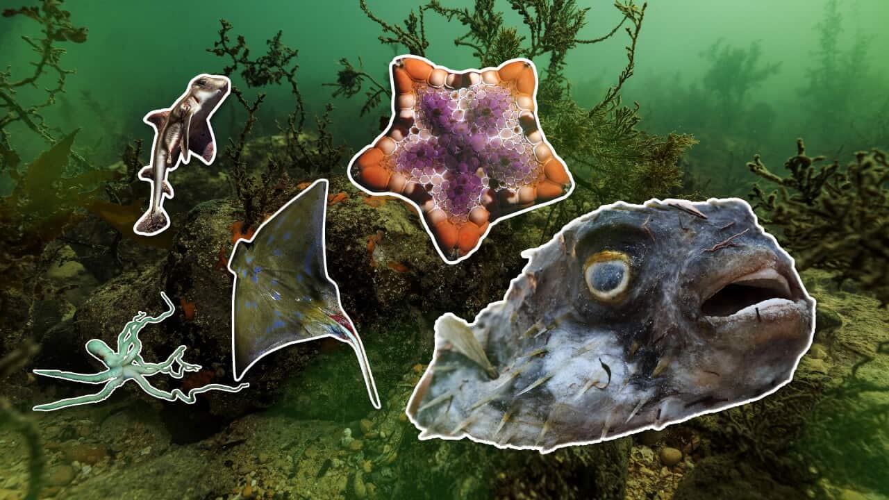 Graphic showing fish and other marine animals against an ocean backdrop.