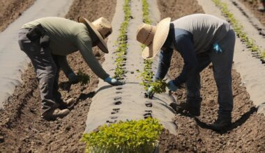 California farmers say Medicaid recipients, automation can’t replace immigrant workers