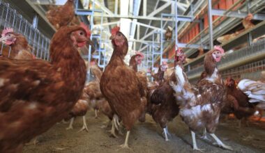 Trump administration sues California over cage-free egg and animal welfare laws