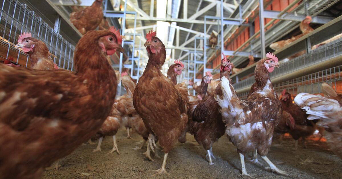 Trump administration sues California over cage-free egg and animal welfare laws