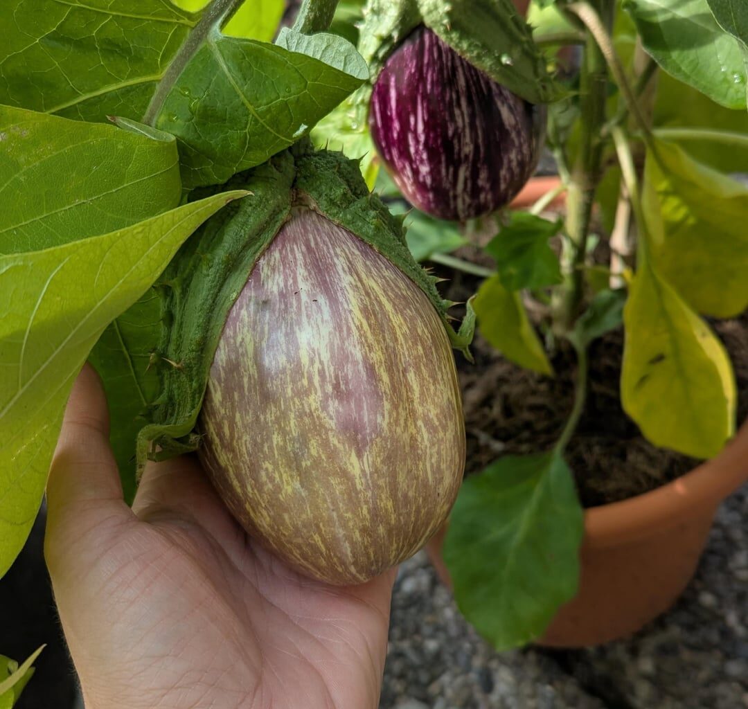 Wann ist Aubergine reif?