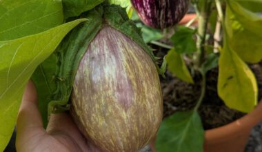 Wann ist Aubergine reif?