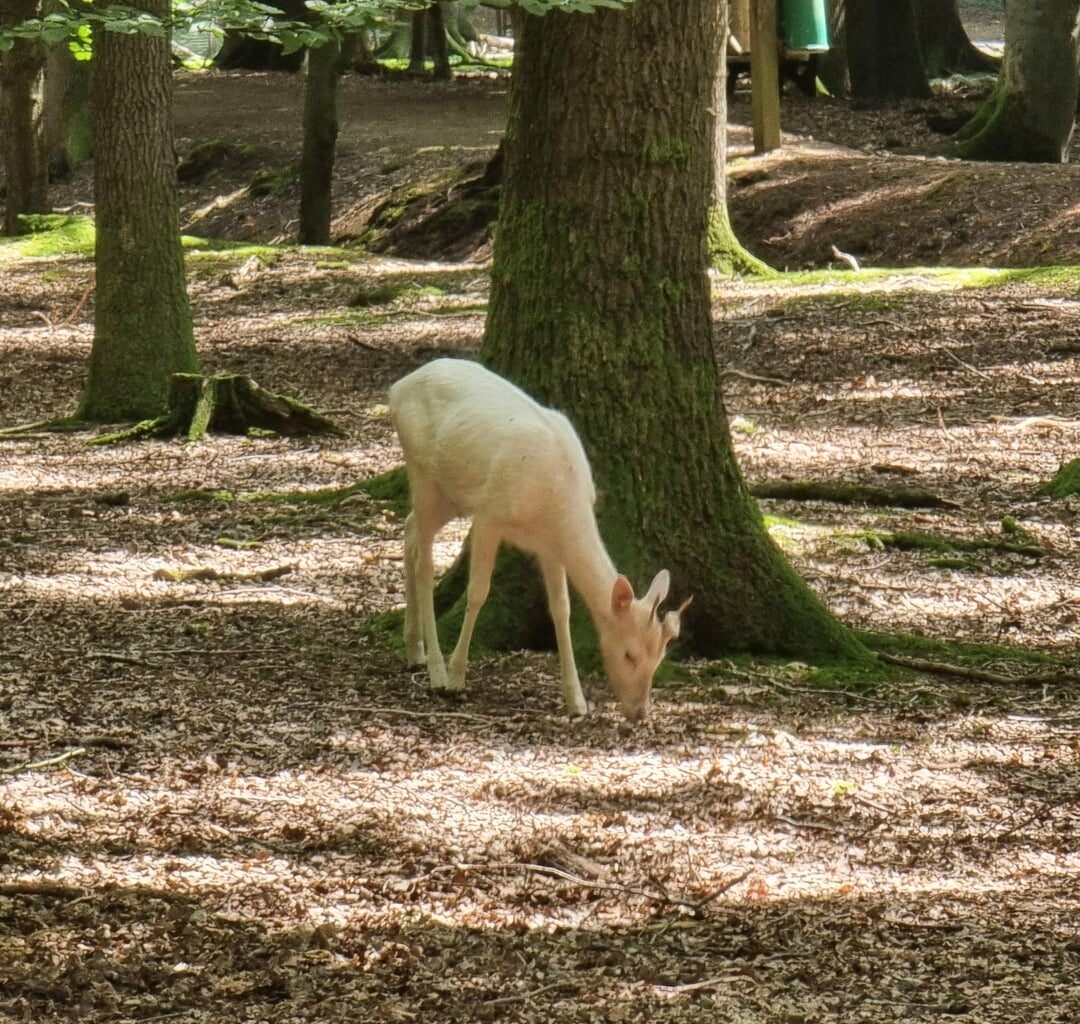 Albino Reh?