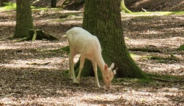 Albino Reh?