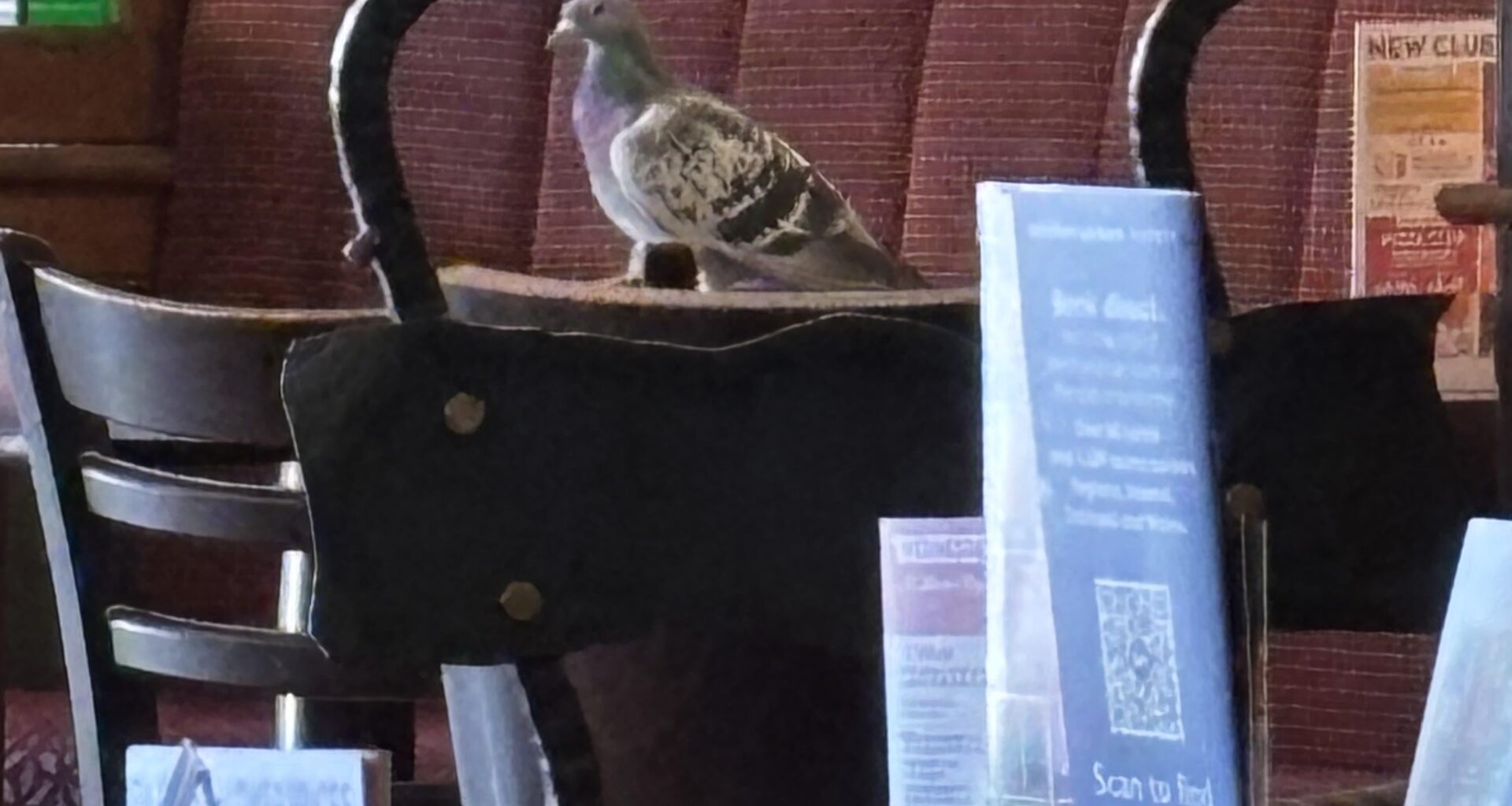 There’s a pigeon in Spoons